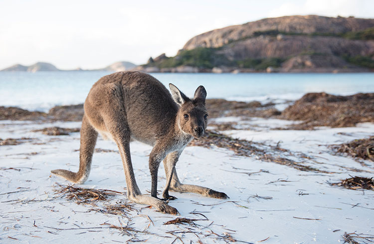Kangaroo on Esperance Beach